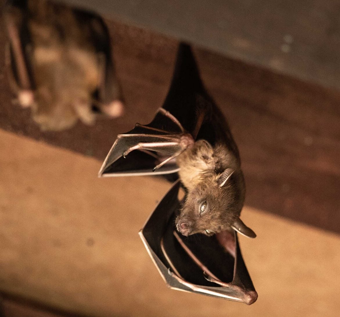 Expert bat removal services for a safe and humane solution in Boston